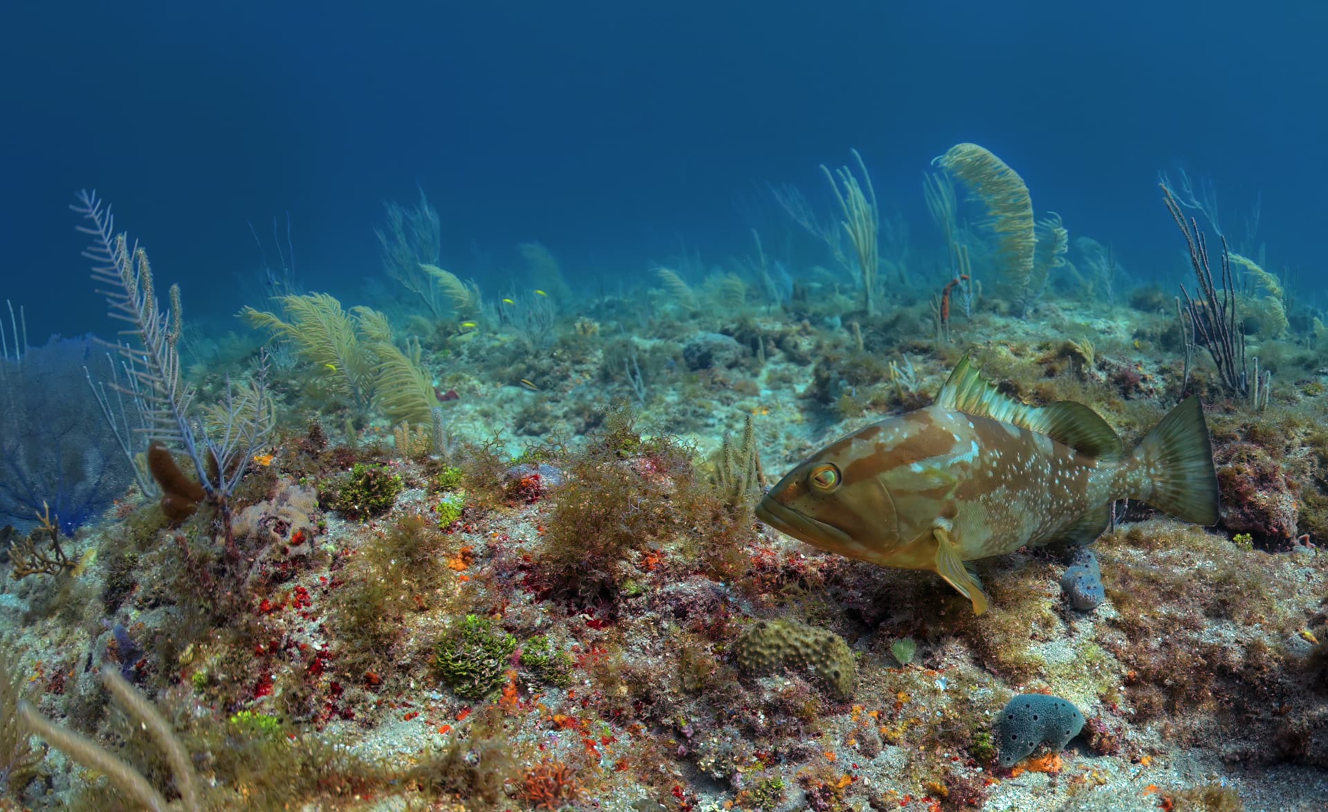 Grouper swimming over a colorful reef and seagrass bottom
